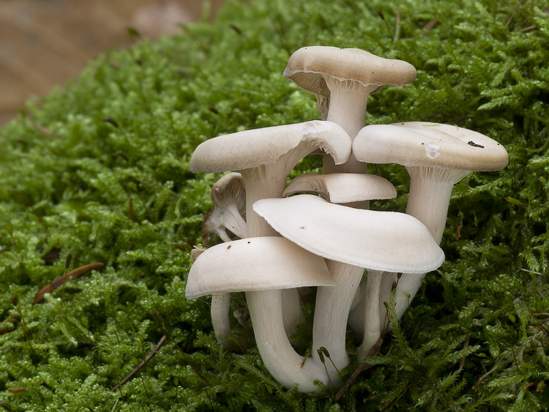 Clitocybe subbulbipes